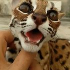 Ocelot scratches!