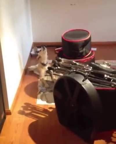 Talented doge