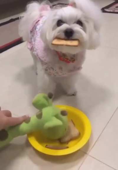 Dog : "Ahhh Crap..."