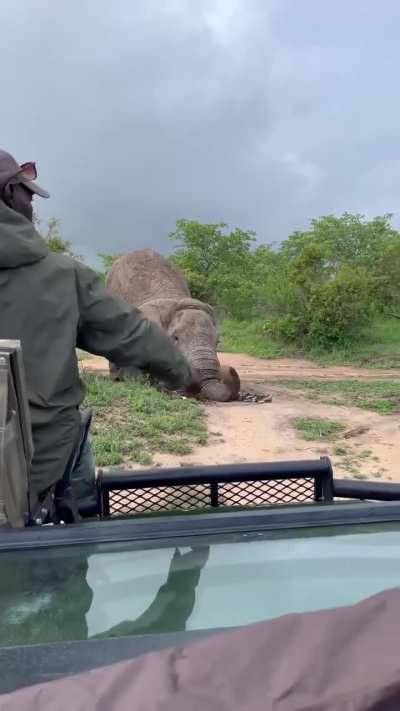First time I've seen this behavior by an Elephant can someone explain ? ??