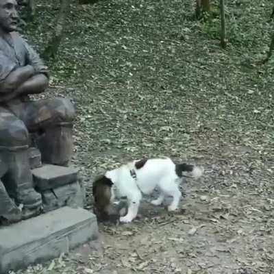 To play fetch