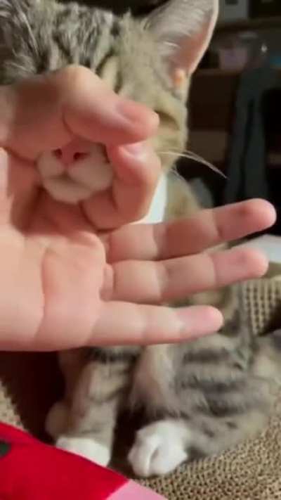 Have some cute:
