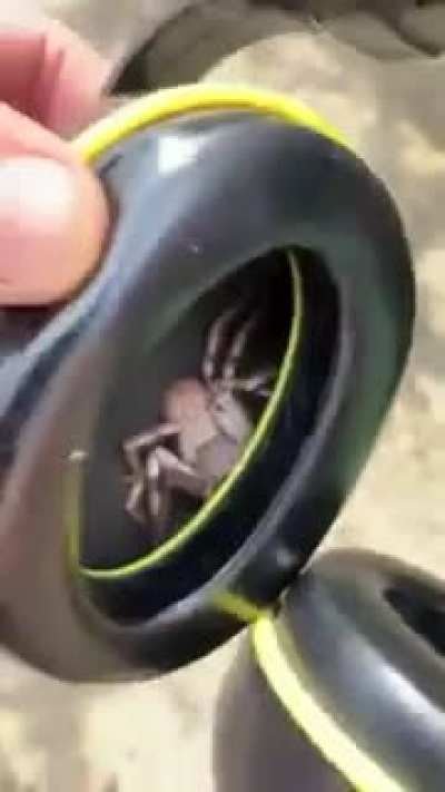 "I felt something tickling my ear"
