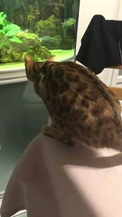 My kitty calculating how to befriend my fishes.