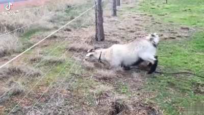 goat fucking dies