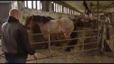 Horse Front Flip!
