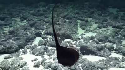 ? ? ? The shape-shifting pelican eel