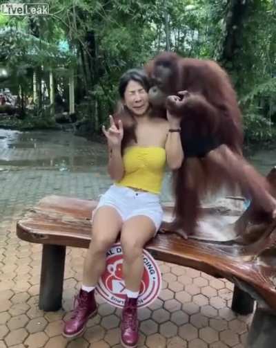 Monkey Business