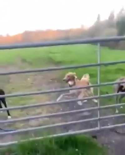 Helicopter Doggo