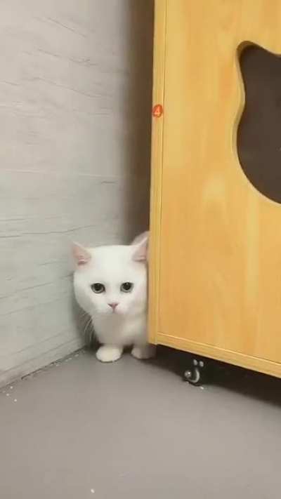 Poor Kitty.
