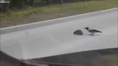 A crow teaching a hedgehog to quickly cross the road in order to survive.