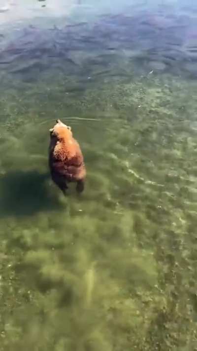 ? I wouldn't think bears can just float like that