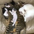 Purring Intensifies