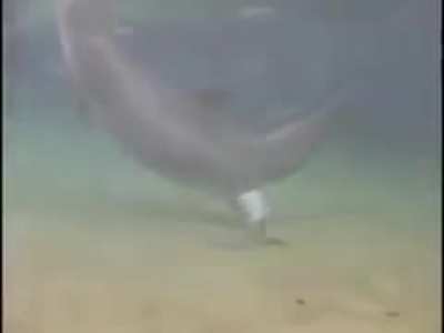 ? birth of a dolphin