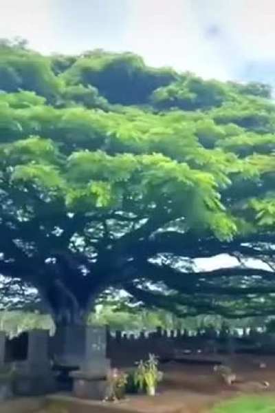 Massive tree over a cemetery