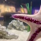 ? Starfish Walking