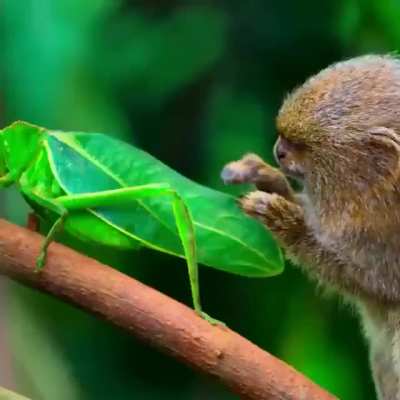 ? Pygmy marmoset fascinated by a passing insect