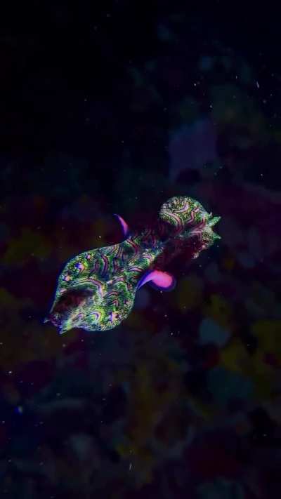 Persian carpet flatworm