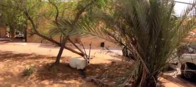 If I directly approach a wild Arabian Oryx