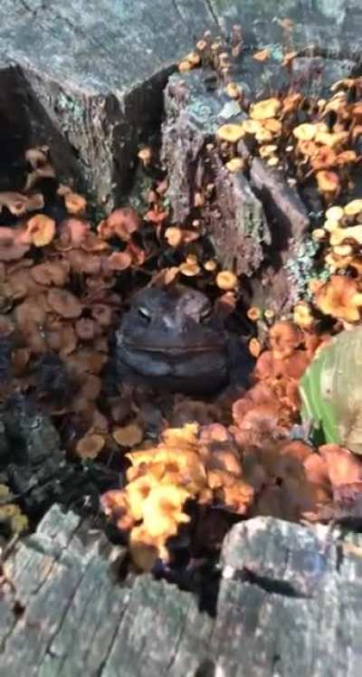 ? nestled in his mushroom kingdom ?