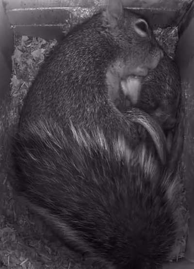 ? This Squirrel family