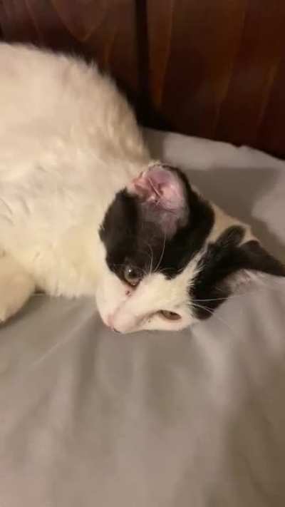 Our new four and a half month old kitten