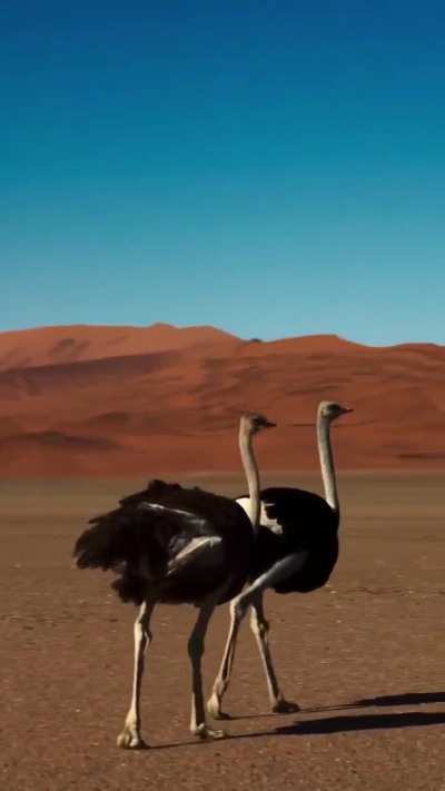 ? Pair of elegant, almost regal, ostriches in the Namib Desert.