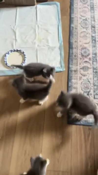 It’s a foster kitten feeding frenzy ?