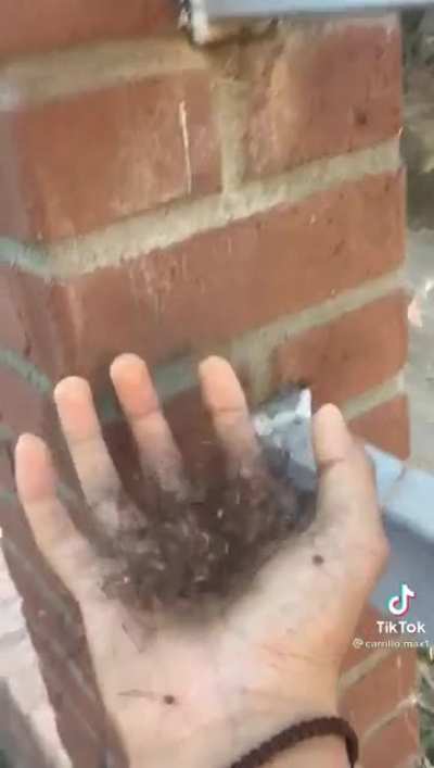 A handful of spiders a day keeps everyone away.