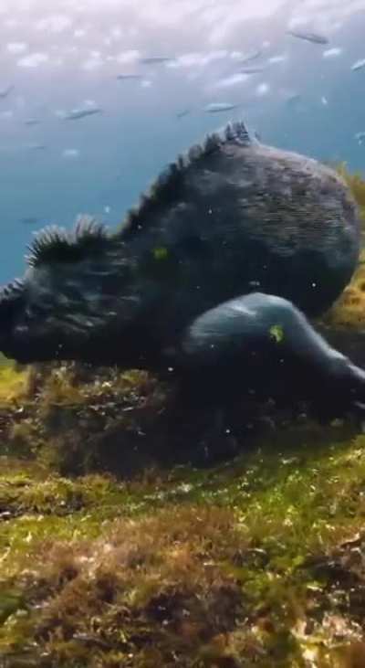 ? The Galapagos sea iguana, the only marine lizard species in the world.