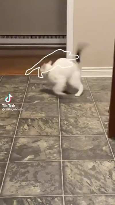 Cat.