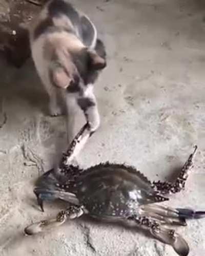 Fucking with crabo