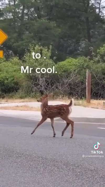 ? Baby deer notices a person filming and starts strutting.