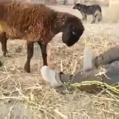 Play with goat