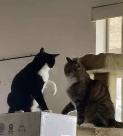 sibling tussle