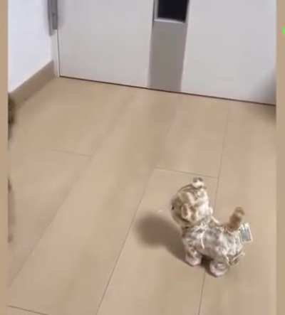 rubbercat