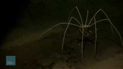? This is a Sea Spider, descendant of land spiders, with a leg span of up to half a metre.