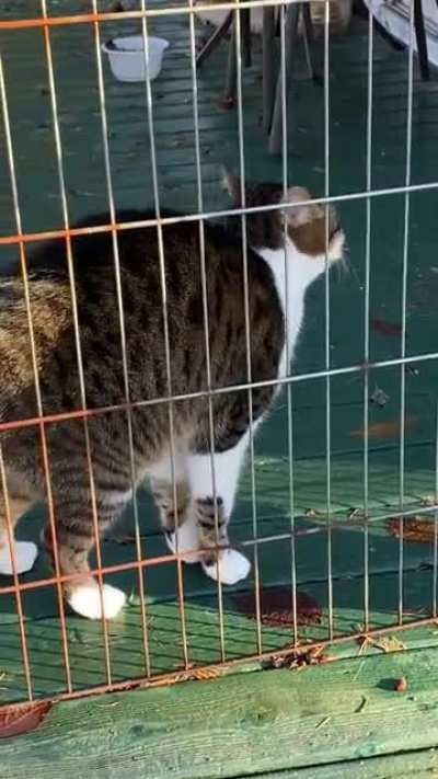 Andy gets very upset in his pen when we’re out in the yard