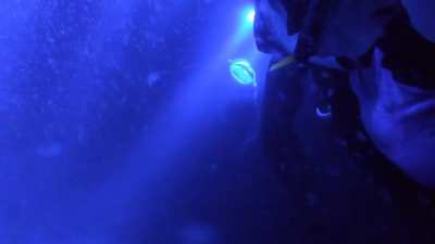 ? Manta Ray doing flips while feeding on plankton