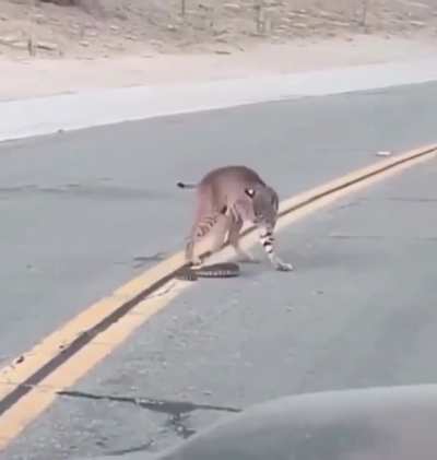 ? Rattlesnake versus Bobcat