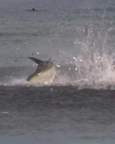 ? Tarpon bursting out on a school of mullet