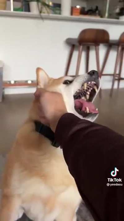 Doggo failed his saving throw