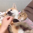Don’t touch my doggy.?