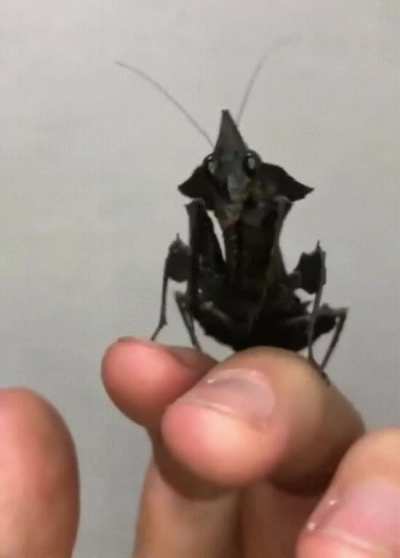 ? Phyllocrania Paradoxa - Black Ghost Mantis - Not always black, but this one is. ?