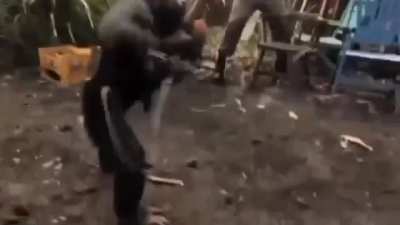 Rise of the Planet of the Apes