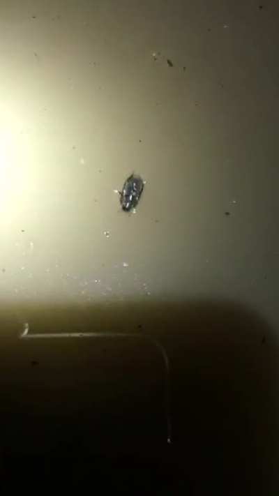 Beetle that walks upside down under the surface of water filmed by John Gould