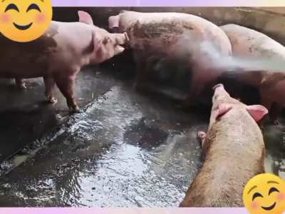 bathtime for piggies ?