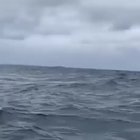 ? Just a 40 ton humpback whale getting two third of his body out of the water.