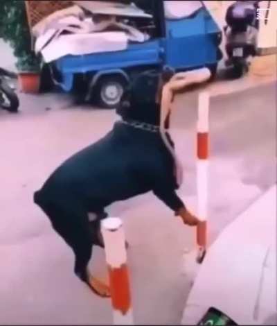 Man provokes a Rottweiler and wins his funeral