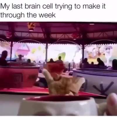 meow_irl